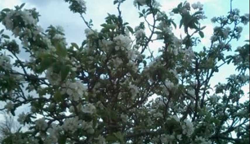 بالصور...شجرة تفاح مزهرة في بقرية تل الدرة بمنطقة السلمية السورية