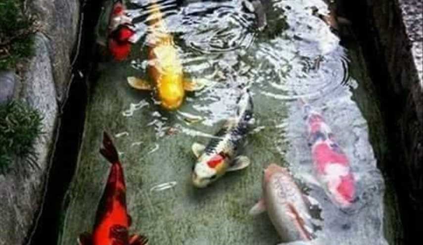 مصرف مياه الأمطار في اليابان، نظيف لدرجة أن الأسماك تعيش فيه !!