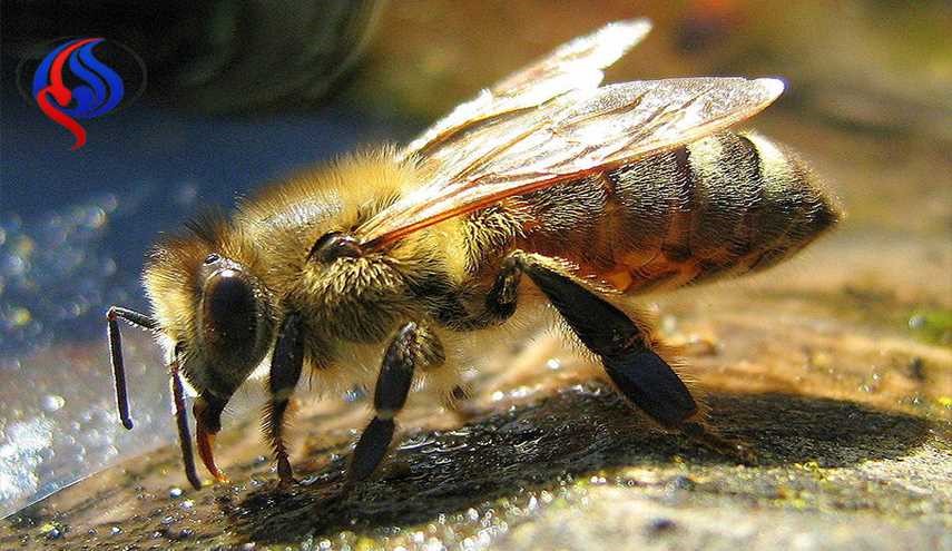 النحل الطنان المرقط على قائمة الأنواع المهددة بالانقراض