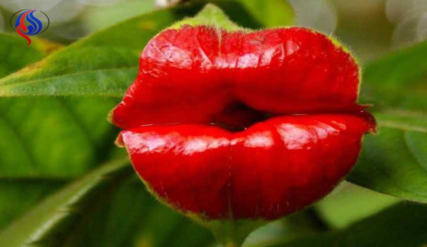 ۹ نمونه از عجیب ترین و حیرت آور ترین گل های جهان