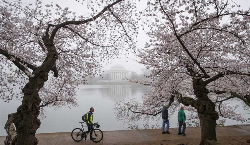 زهور اشجار الكرز في واشنطن