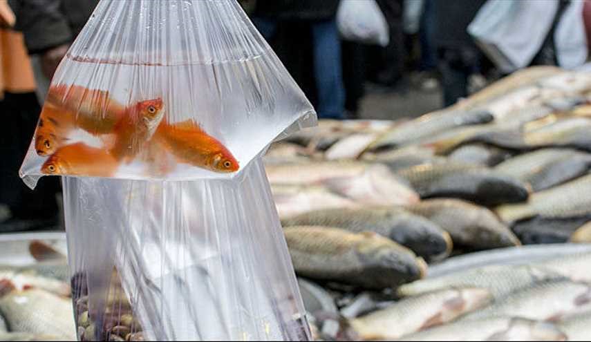 چگونه عمر ماهی قرمز را زیاد کنیم؟
