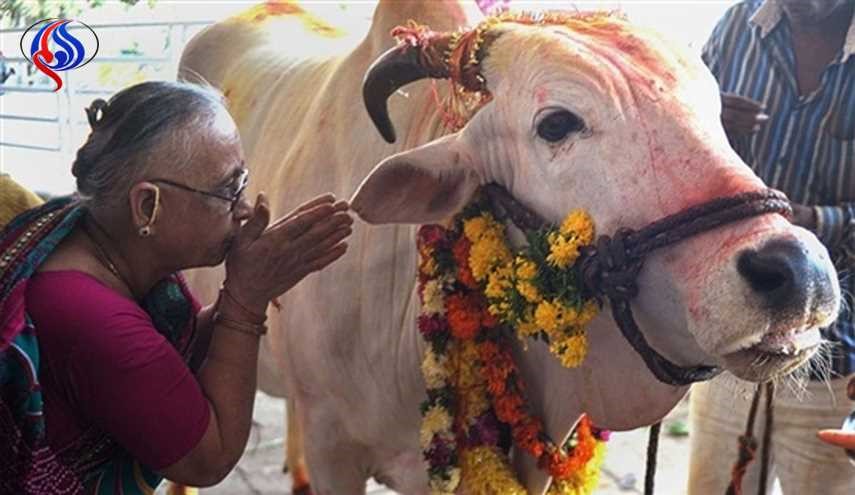 کشتن گاو در هند چه مجازاتی دارد؟