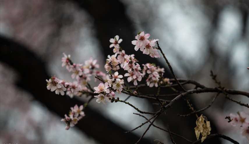 Spring blossoms in Qazvin