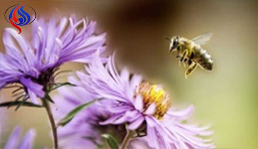 شیوه جدید درمان آلزایمر با زهر زنبور