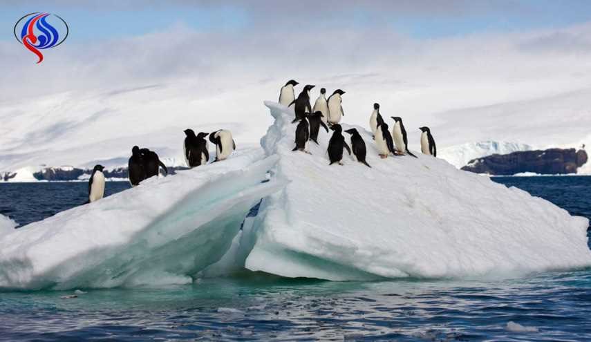 پنگوئن‌ها به آب شیرین کن مجهزند!