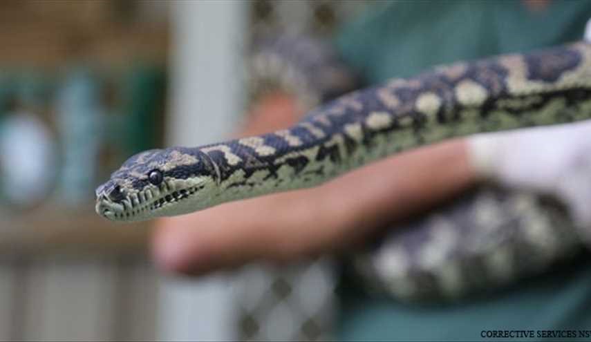 Is drug rehab hard..? Not for this python though!