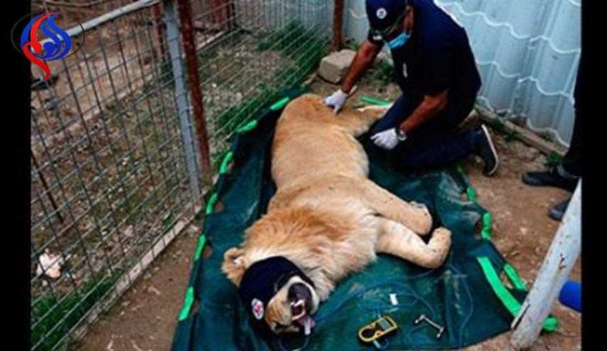 أسد ودبة يهاجران من الموصل خلاصاً من الهلاك ويصلان الى الأردن