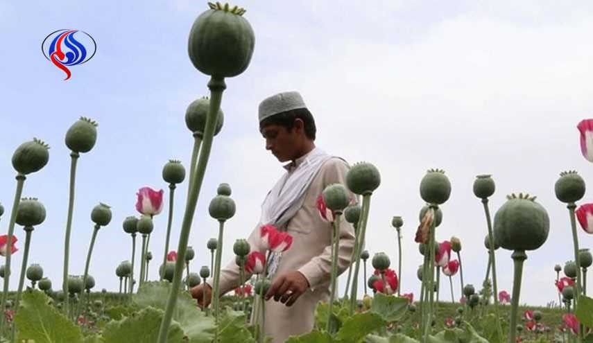 درآمد زایی مقامات افغانستان از مواد مخدر