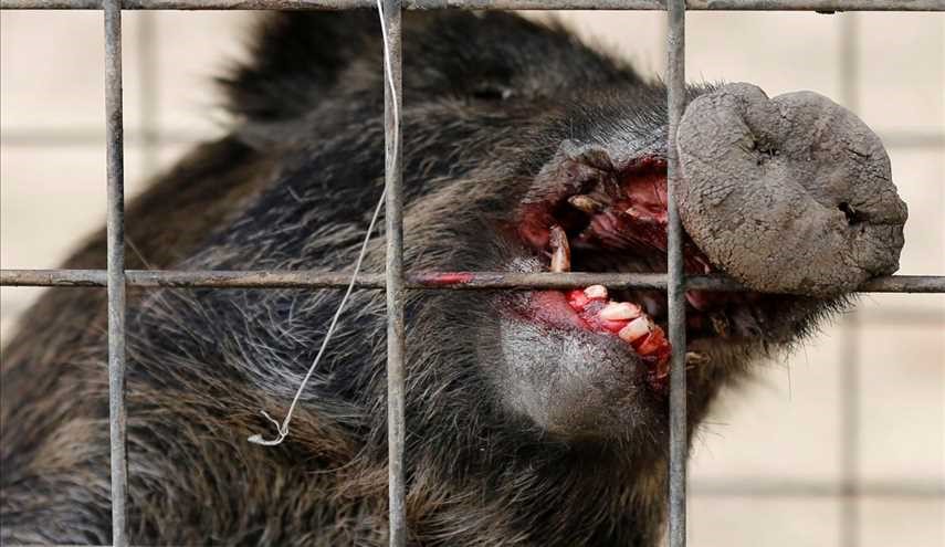 Even pigs hate ISIS; 3 Daesh's militants killed