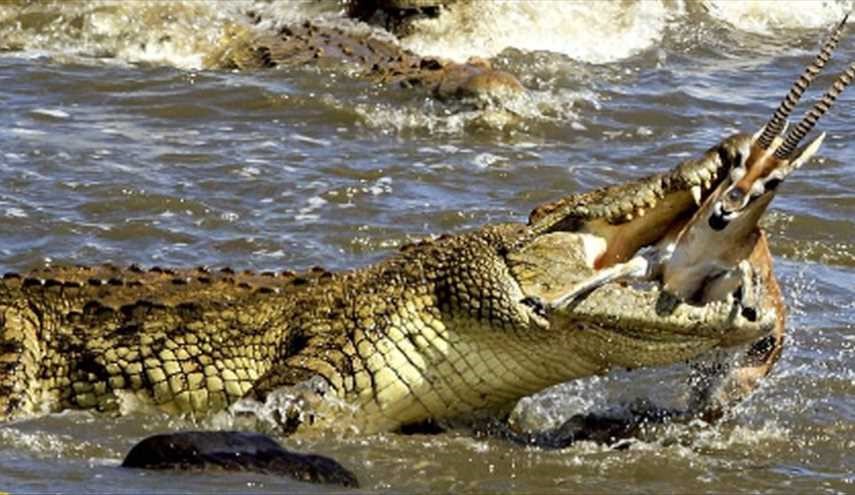 بالصور: شاهد لحظات مروعة .. تمساح يلتهم غزال “مرة واحدة” بكينيا !