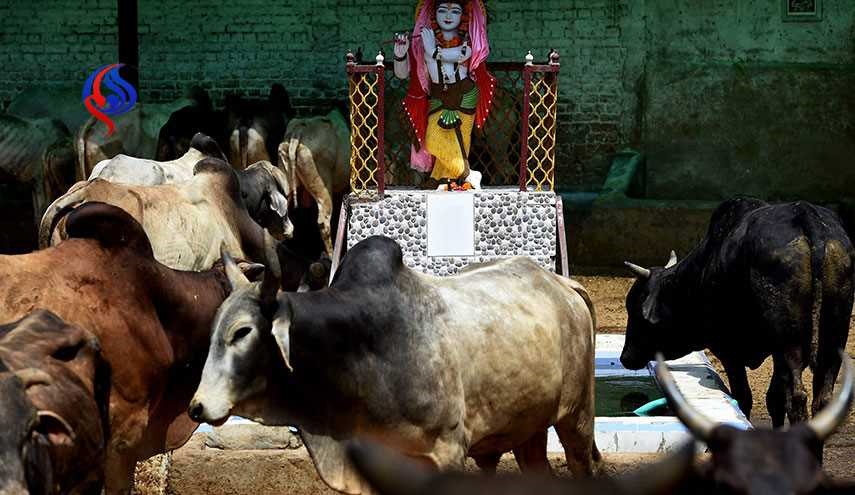 زجرکش کردن دو مسلمان در هند به خاطر گاوها!