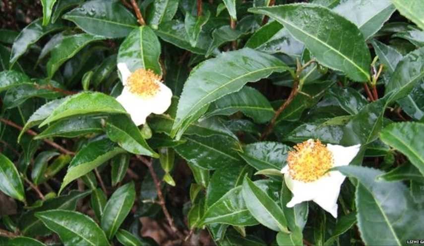 Secrets of tea plant revealed by science
