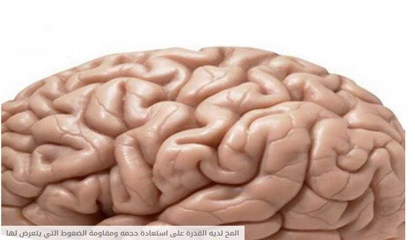 المخ لديه القدرة على استعادة حجمه ومقاومة الضغوط التي يتعرض لها