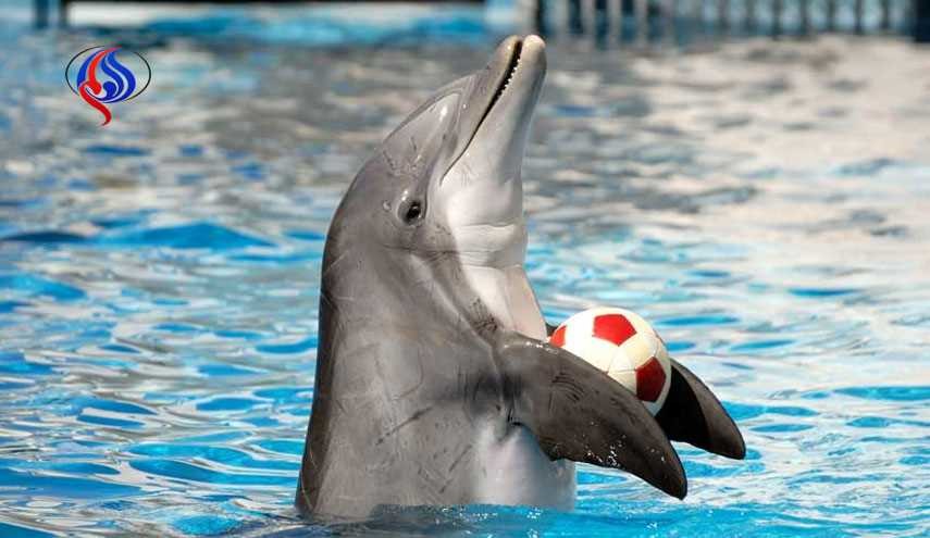 فرانسه پرورش دلفین‌ در آکواریوم‌ را ممنوع کرد