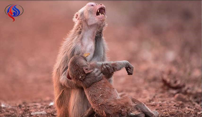 شکار لحظه گریه دردناک میمون توسط عکاس