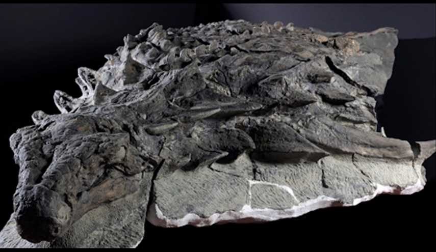 متحف كندي يرفع الستار عن ديناصور مدرع مات قبل 110 ملايين سنة