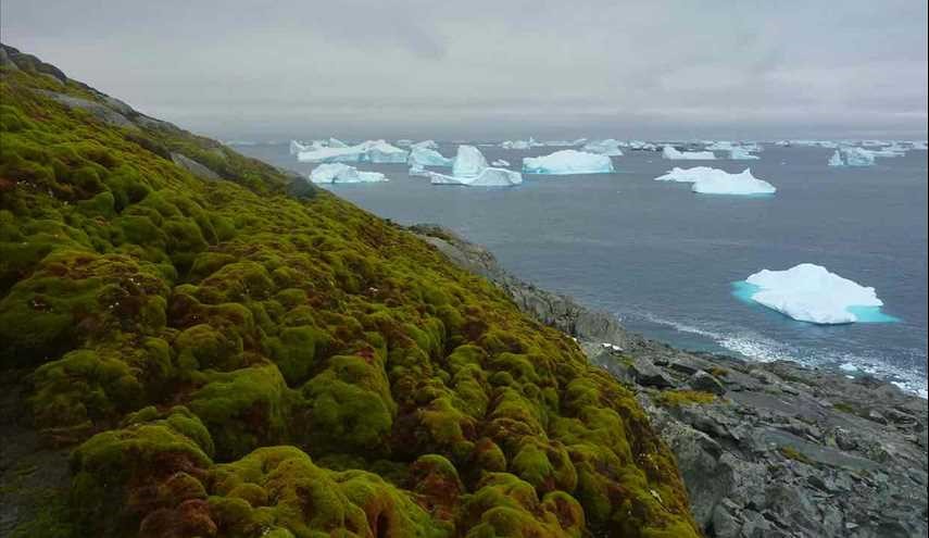 Climate change is turning Antarctica green, say researchers
