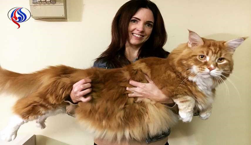بالصور.. هذا القط يجتاح الانترنت.. هل ينافس على لقب الأطول في العالم!