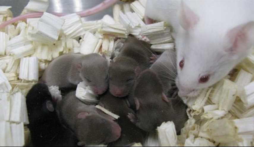Baby mice born from frozen sperm in space