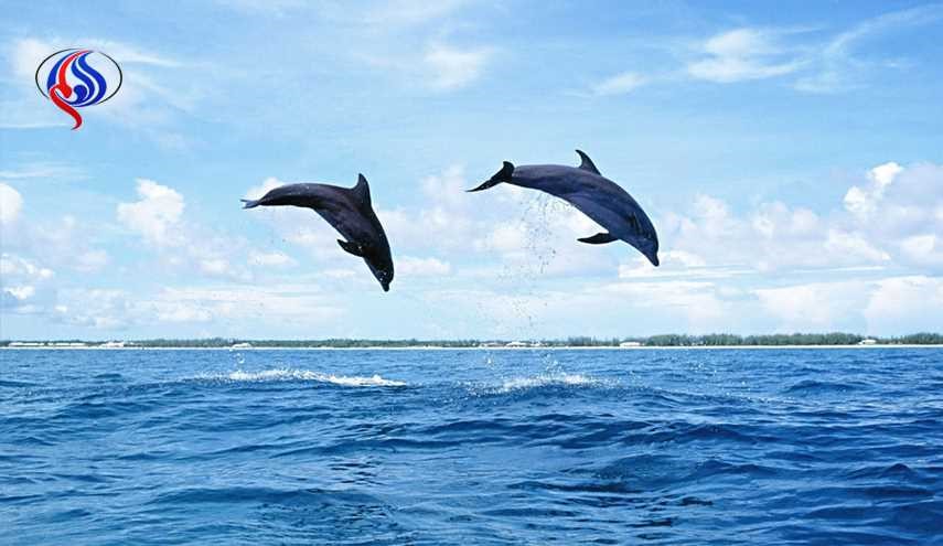 نفوق عشرات الدلافين على شاطئ البحر الأسود في أوكرانيا