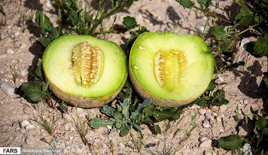 بالصور.. جني الشمام في محافظة هرمزكان جنوبي ايران