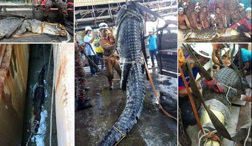 مرگ تمساح 6 متری در فاضلاب