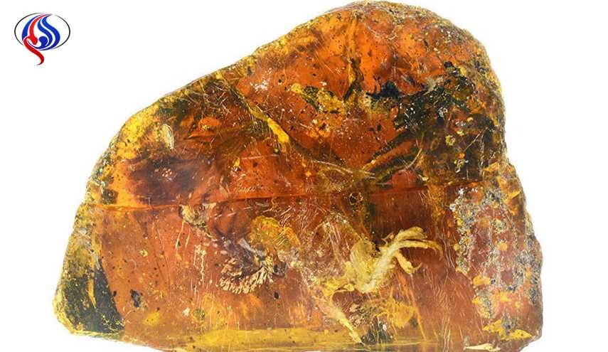 کشف جوجه فسیل 99 میلیون ساله