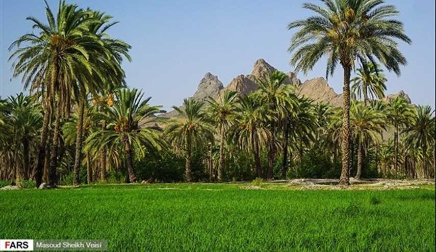 بالصور.. بساتين النخيل في بلدة ايرندغان بمحافظة سيستان وبلوجستان جنوب شرق ايران