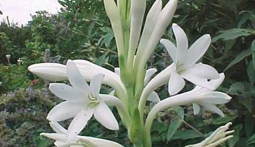 أزهار الزنبق الأبيض السوري