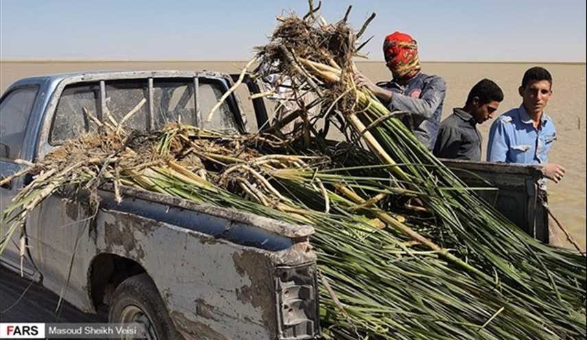 بالصور.. زراعة القصب في أهوار هامون جنوب شرق ايران