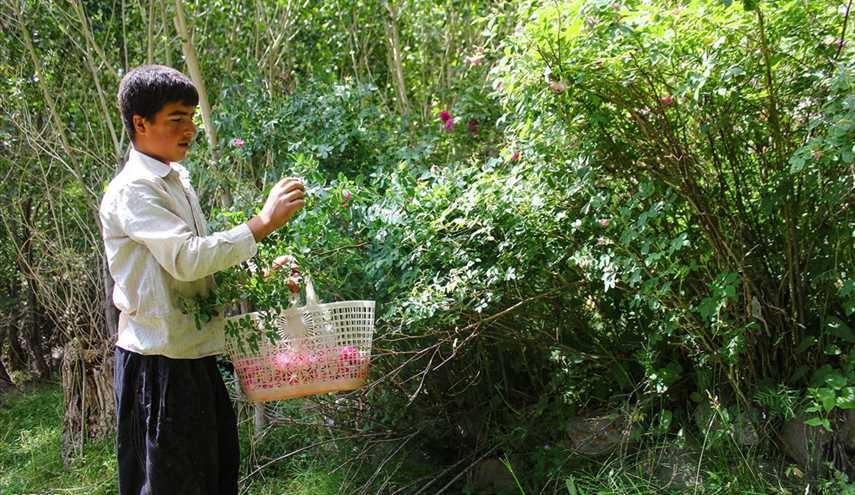 المهرجان السابع للورد الجوري في مدينة 