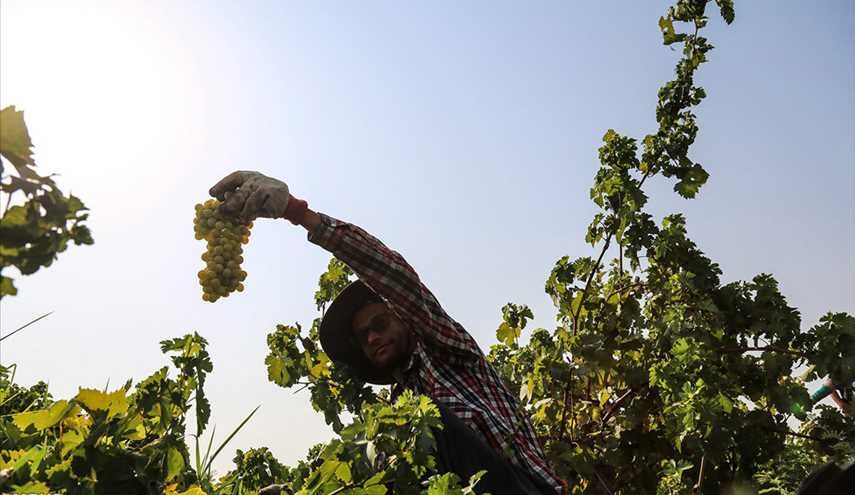 قطاف العنب في قرية غزاوية في خوزستان/صور