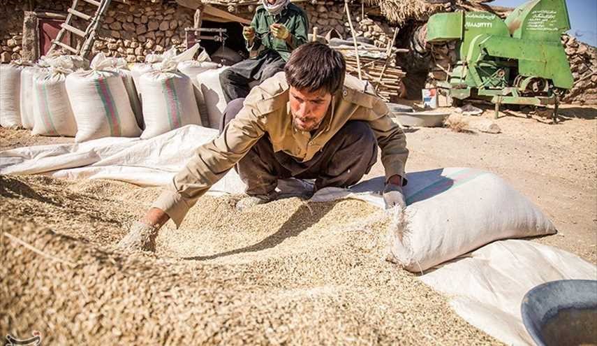 Wheat harvesting in Kermanshah / Images