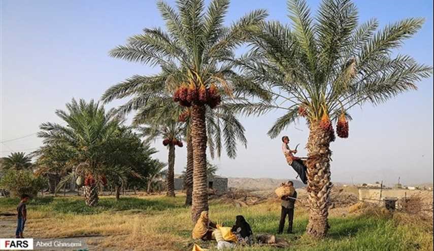 بالصور.. حصاد التمر في منطقة بشاغرد بمحافظة هرمزكان