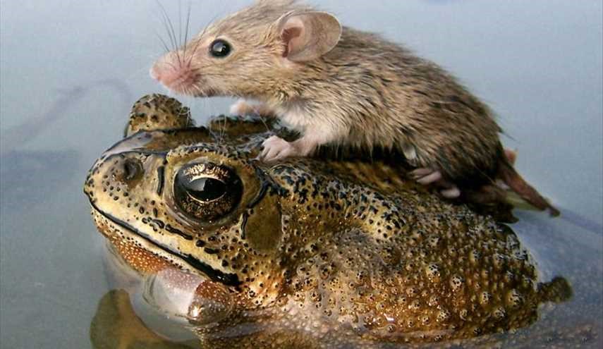 Unlikely animal friendships