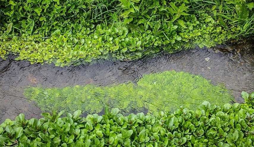 الطبيعة في محاذاة مدينة تبريز الإيرانية