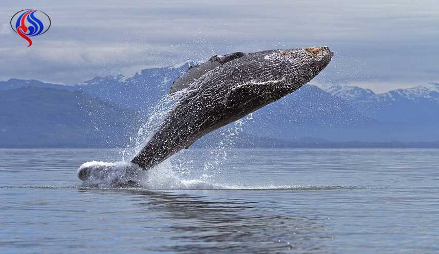 علماء اسكتلنديون: لهذا السبب الحيتان تؤلف الأغاني!