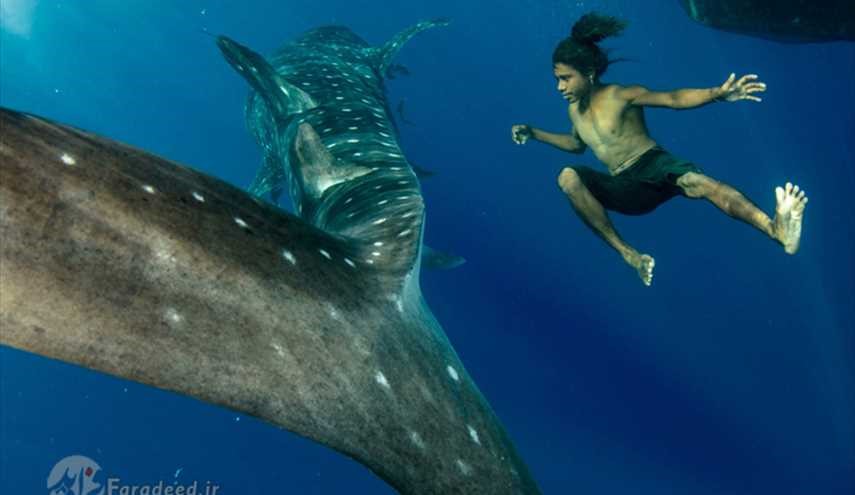 القروش الحوتية ، عمالقة الحظ الجيد