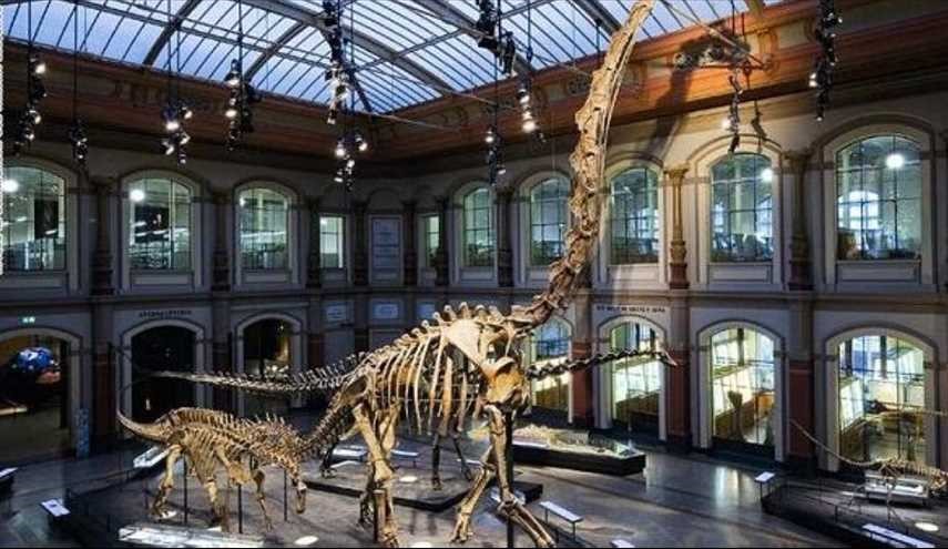 قطع رأس ثلاثة ديناصورات في متحف استرالي !!