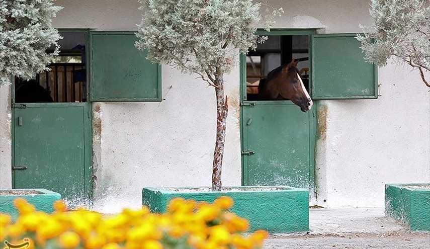مسابقات قفز الحواجز بالخيول في مشهد