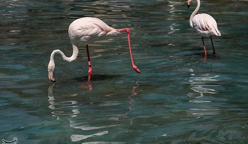 طهران رئيس بلدية يزور المرحلة الثانية من طهران حديقة الطيور. صور
