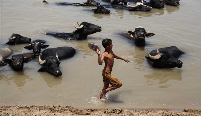 جواميس الماء واطفال يلعبون في نهر كارون
