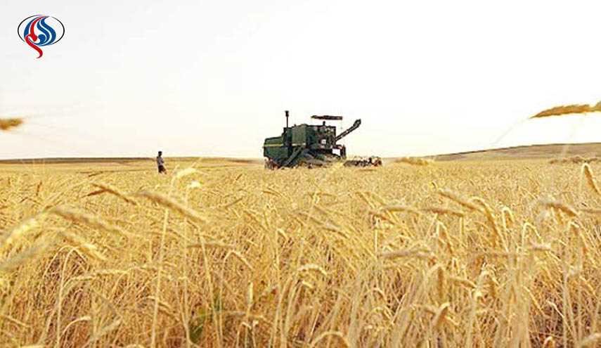 مشتريات إيران من القمح المحلي تقترب من 9 ملايين طن