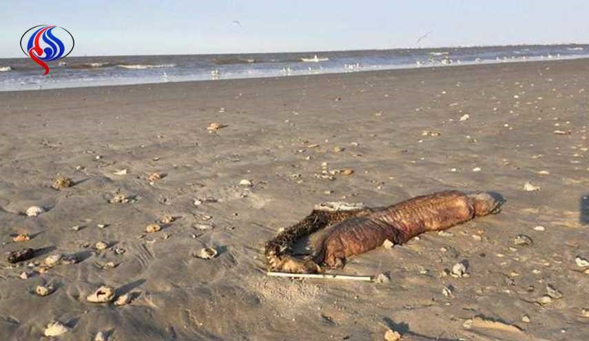 ظهور حيوان مرعب على شاطئ تكساس بعد الإعصار! + صور
