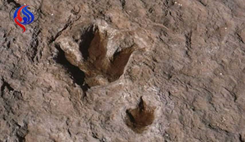 رؤية أقدام ديناصور بولاية تطاوين التونسية!!