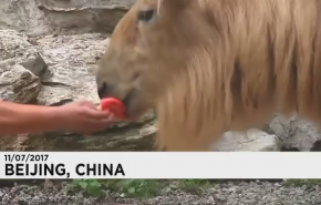 فیلمی جالب از هندوانه خوردن حیوانات در گرما 