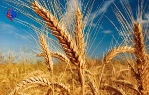 ایران یک میلیون تن گندم صادر می‌کند