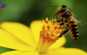 اوتیسم در زنبورها هم دیده می‌شود!