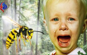 ۵ کاری که باید بلافاصله پس از نیش زنبور انجام داد
